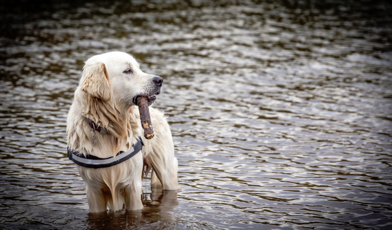 Pet Photography